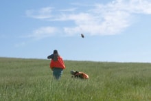 Hunter in blaze orange vest shooting at a flushing bird over a green hillside field with a dog at her side