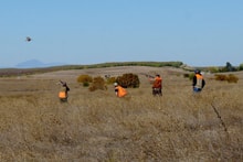 Four hunters in blaze orange spread across a dry golden grass field pursuing a flushing pheasant at the 2023 Veterans and First Responders Hunt