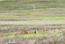 Four hunters in blaze orange vests walking through a green marshy field with hunting dogs at the 2024 R3 Upland Bird Hunt