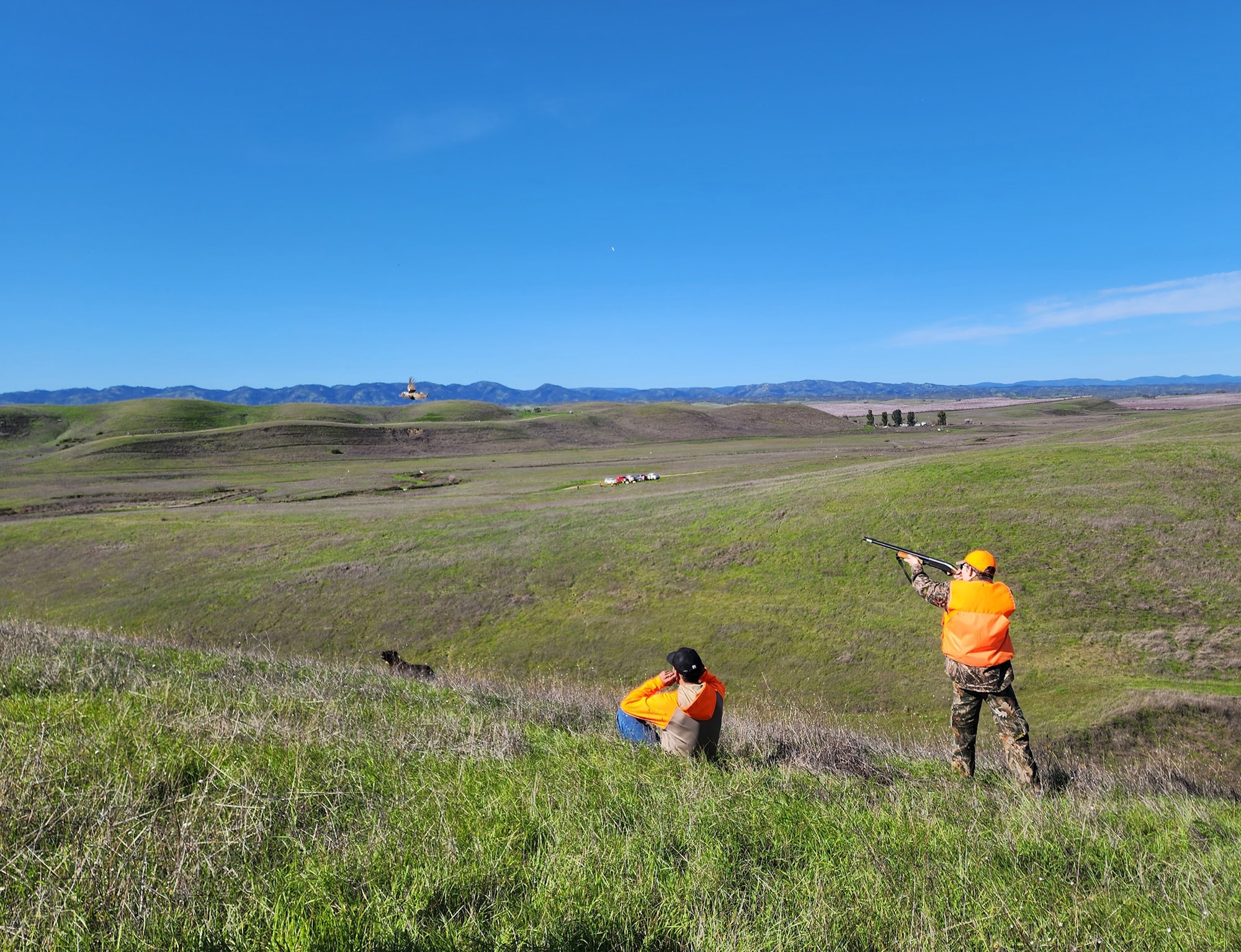 Wide landscape shot of a youth hunter in blaze orange shooting at a flushing pheasant in flight over a vast green rolling-hills field with the Coast Range mountains in the background at the 2024 Youth Mentor Hunt