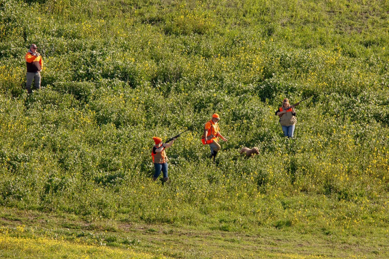 Hunters in orange vests spread across a green hillside with a dog, one hunter taking a shot
