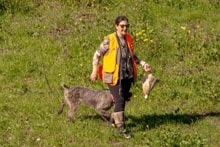 Woman in orange vest walking through green grass with a dog and a harvested pheasant