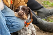 Wirehaired hunting dog resting against a handler's legs at the 2025 Youth Mentor Hunt