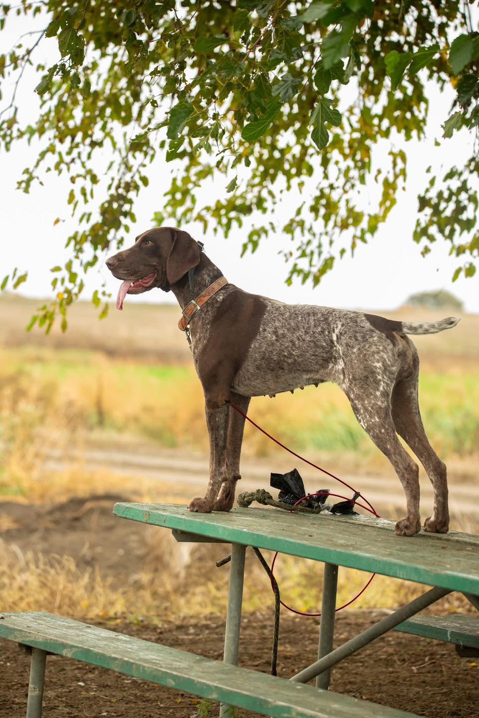 German Shorthaired Pointer standing proudly on a picnic table on leash with a field backdrop at the 2025 Youth Mentor Hunt