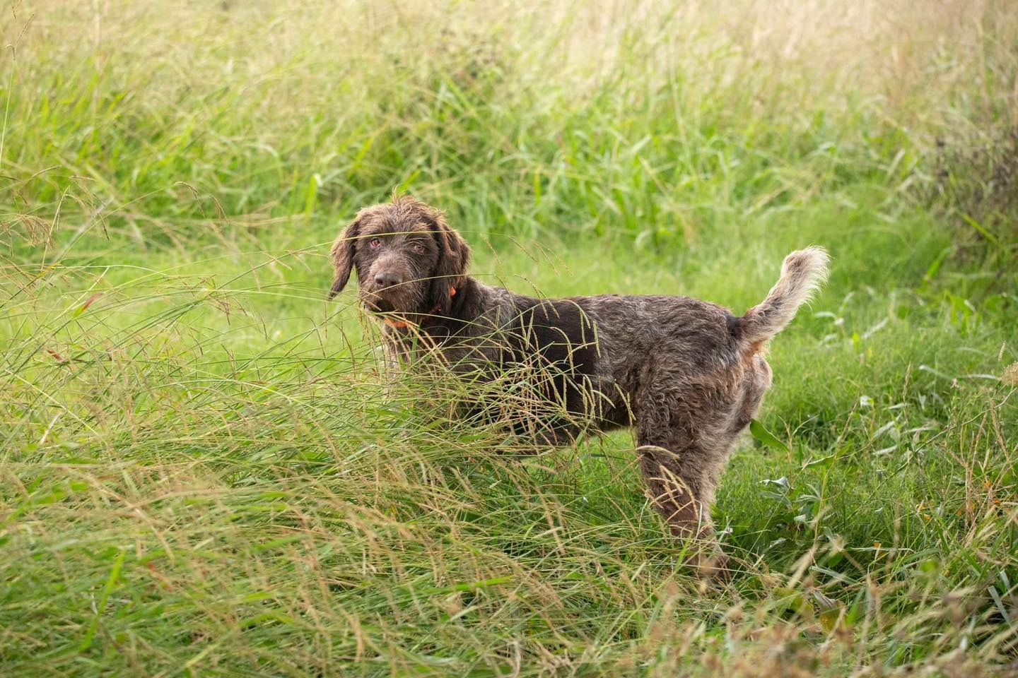 Wirehaired Pointing Griffon hunting dog standing alert in tall green grass at the 2025 Youth Mentor Hunt