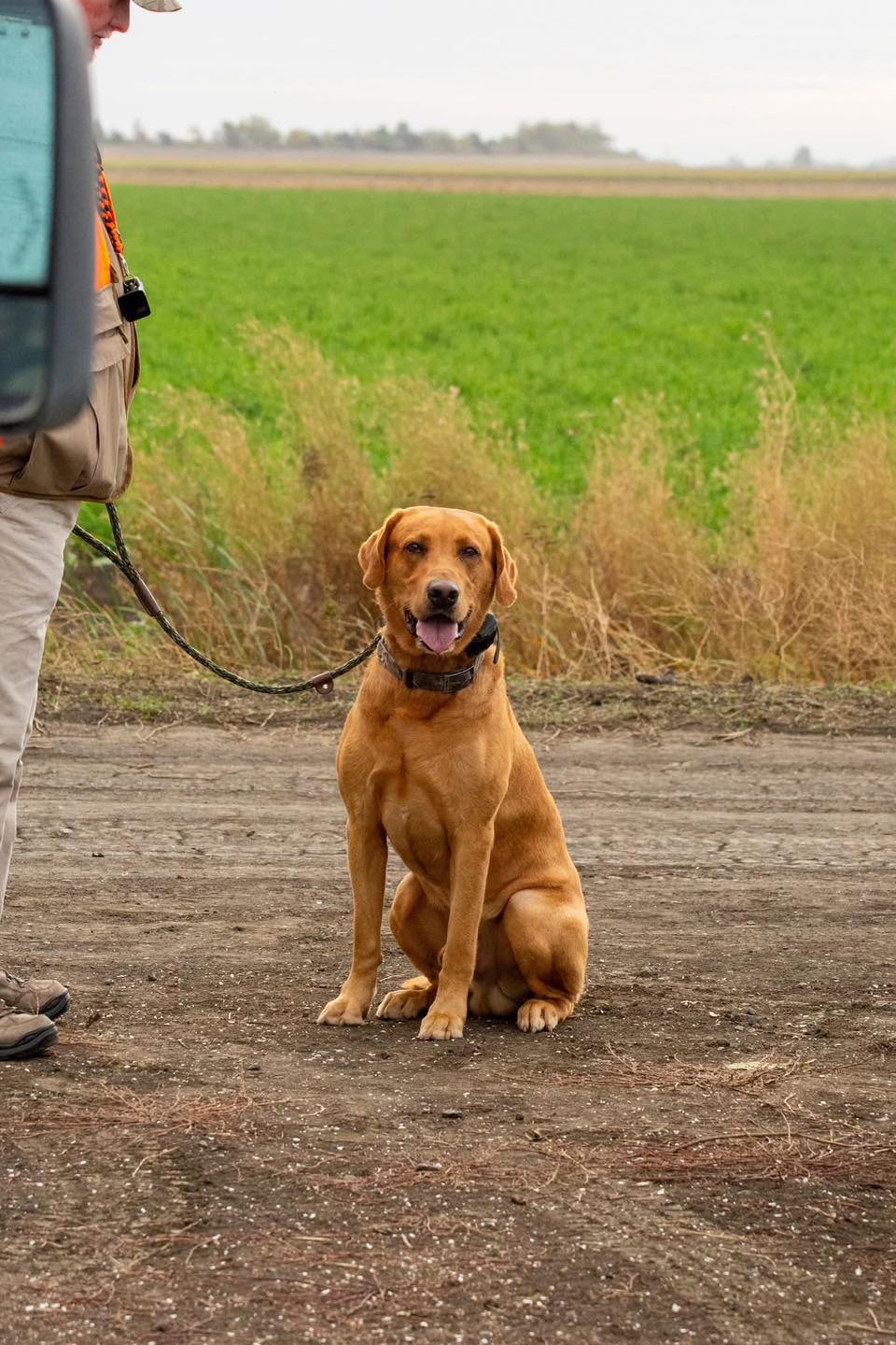 Yellow Labrador Retriever sitting attentively on a leash with a green field backdrop at the 2025 Youth Mentor Hunt